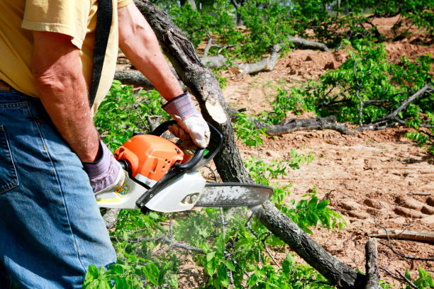 Best Large Tree Removal  in Middleport, NY